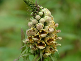 Digitalis ferruginea bestellen
